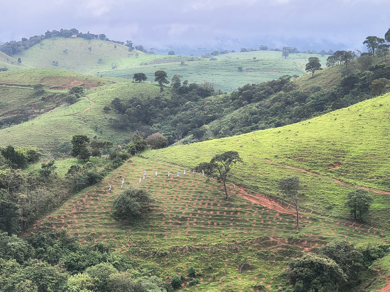 Plantio de mudas nativas em encosta na Mantiqueira